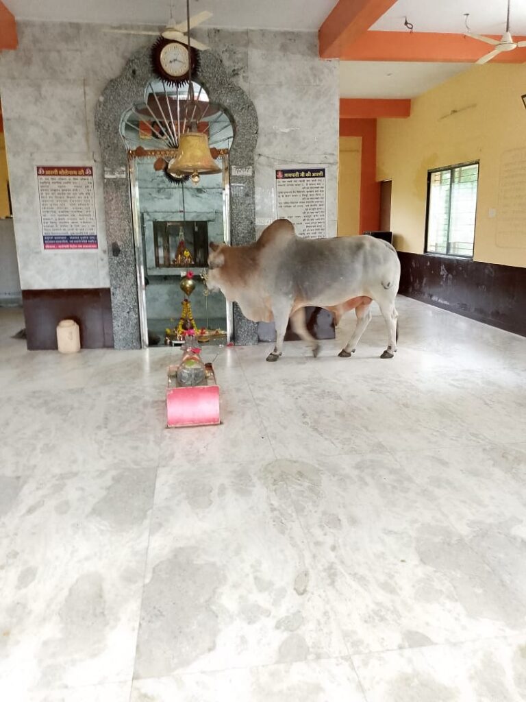 झकनावदा स्थित प्राचीन महाकाल शिव मंदिर में रविवार सुबह एक अद्भुत दृश्य देखने को मिला।